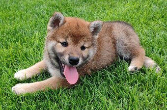 Shiba inu psýky s PP - 14