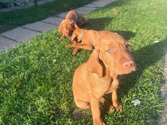 Maďarská vyžla - 14