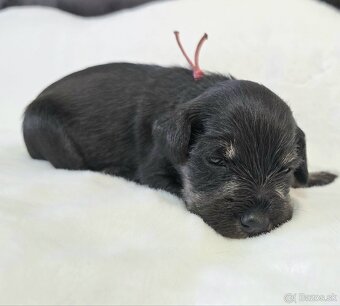 Bradáč malý čiernostrieborný s PP - 14