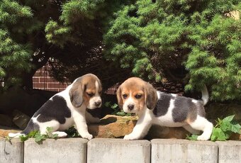Beagle Bigel Bigl s PP FCI - 14