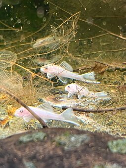 gupky (čisté formy) - 14