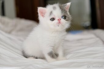 Exotické / perzské mačiatka s PP - 14