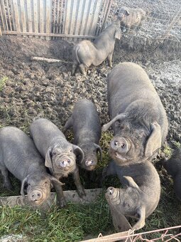 Predám prasa - 14
