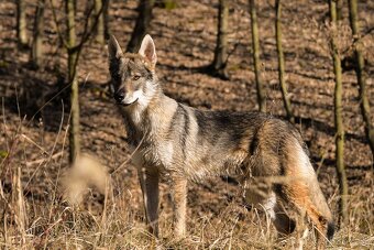Československý vlčiak šteniatka s PP - 14