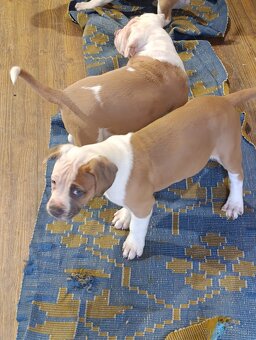 American Bully XL - 14