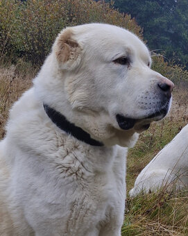 Stredoázijský ovčiak SAO s PP - 14