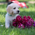 Zlatý retriever/ Golden retriever - 14