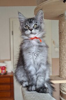 Maine coon,  mainská mývalia s PP - 14