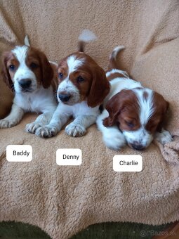 Welsh springerspaniel - 14