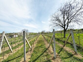 Vinohradnícky domček po reko aj s vinohradom, za Líštinami - 14