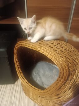 Mainska Myvalia - 14