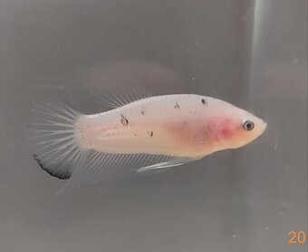 Bojovnica, betta, samec - 14
