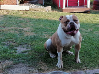 Americký bulldog - 14