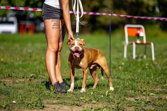 Americky pitbull terier - 14