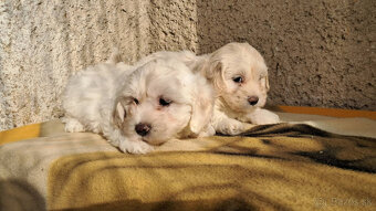 Maltipoo - 14
