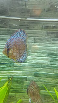 Discus - 14