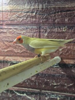 Amadina Gouldova - drobotina - 14