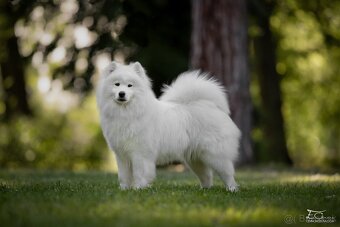 Samojed s PP - psík - 14