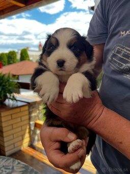 Australsky ovčiak - šteniatka bez PP. - 14