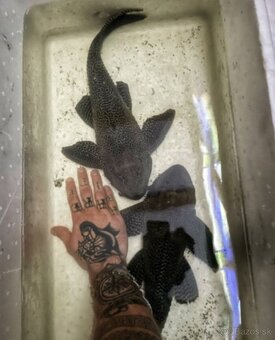 Predám akvárium komplet - 14