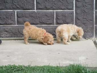 Pudel toy apricot white - 14