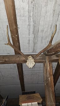 Predám trofeje - 14