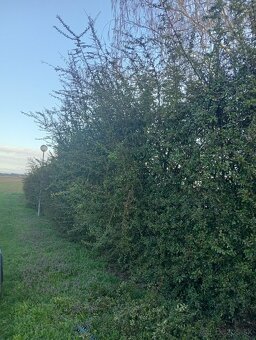 Ponúkame kosenie pozemkov - 14