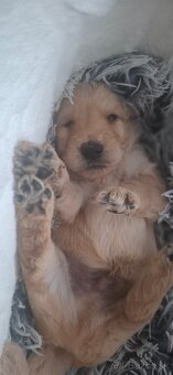 Goldendoodle po rodičoch s pp - 14