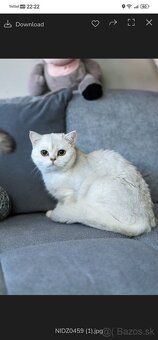 Britská krátkosrstá mačka - 14