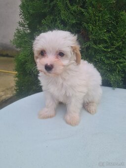 Maltipoo - 14