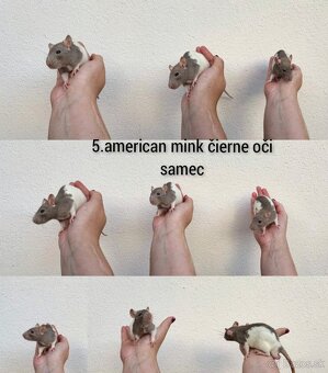 Predám potkaniky dumbo - 14