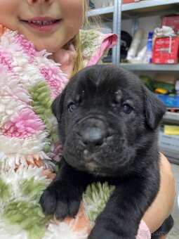 Cane Corso šteniatka - 14