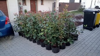 Vavrínovec, červienka, tuja - Piešťany - 14