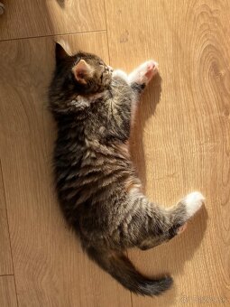 mačiatka Maine Coon/Nórska lesná + veľký domáci kocúr - 14