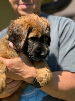 Briard s PP - 14