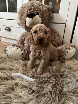 Goldendoodle F2 - 14