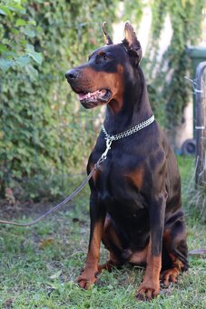Doberman chovný pes - na krytie - 14