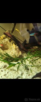 Predám panoramatické akvárium 200l, komplet alebo zvlášť - 14