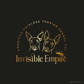 Americký bezsrstý teriér - CHS Invisible Empire Kennel - 14