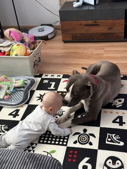 Šteniatka Americký stafordšírský teriér, staford, staffy - 14