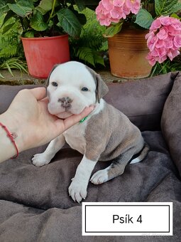 Šteniatka Americký stafordšírský teriér, staford, staffy - 14