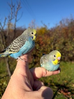 Andulka Maznačik krotká - 14