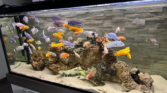 Africke cichlidy - 14