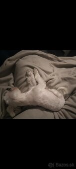 Maltezák fenka - 14