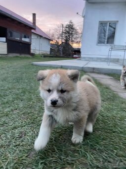 Akita inu šteniatka - 14