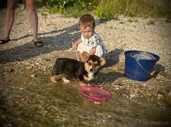 Welsh Corgi Pembroke - 14