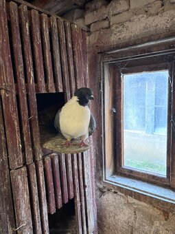 Holuby na predaj - 14