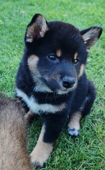 Shiba inu psýky s PP - 14