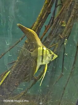 Americké cichlidy - 14