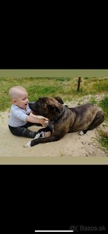 Americký stafordsirsky terier, Stafford, amstaf - 14